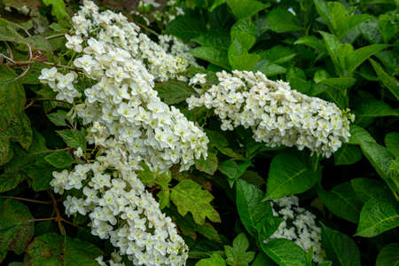 Beautiful hydrangea quercifolia flowers in the garden that bloom in early summer.