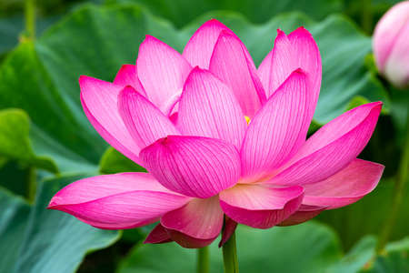 Beautiful lotus flower blooming in the early morning swamp.の写真素材