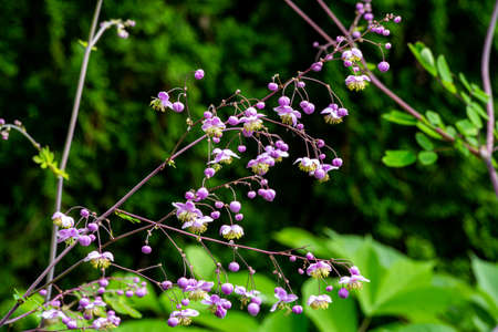 Many pink flowers and Chinese meadow-rue flowers with beautiful round buds.の写真素材