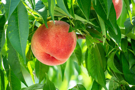 Fresh and delicious peaches in the orchard.の写真素材