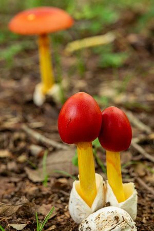 Cute amanita caesareoides that appeared in the autumn forest.の写真素材