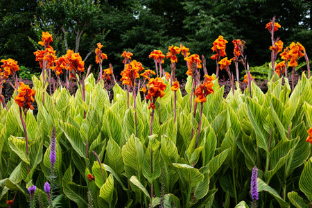 Beautiful variegated canna that blooms in summer.の写真素材