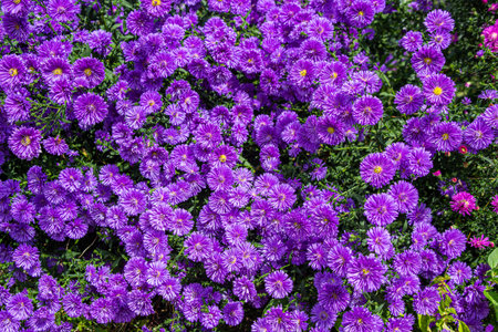 The purple double flowered aster flowers that bloom in full bloom in the autumn garden are beautiful.の写真素材