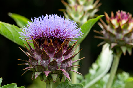Close-up of cardoon flowers blooming in summer garden.の写真素材