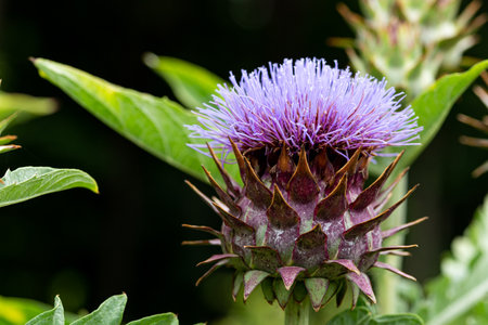 Close-up of cardoon flowers blooming in summer garden.の写真素材