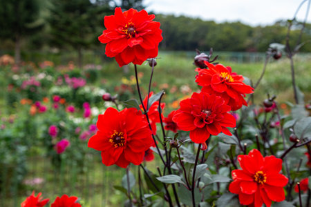 Beautiful dahlia flowers in the garden blooming in autumn.の写真素材