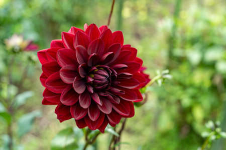 Beautiful dahlia flowers in the garden blooming in autumn.の写真素材