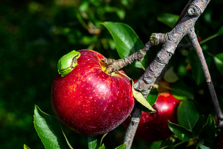 Tree frogs and apples living in an orchard.の写真素材