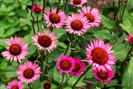 View of Echinacea purpurea flowers blooming vigorously in the summer garden.の写真素材
