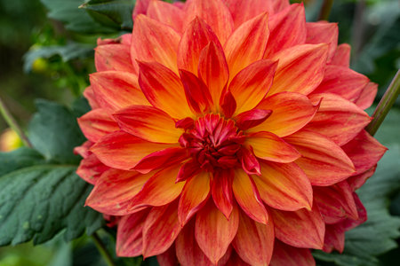 Beautiful dahlia flowers in the garden blooming in autumn.の写真素材