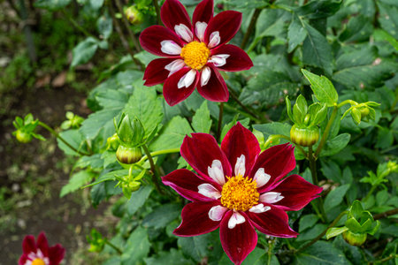 Beautiful dahlia flowers in the garden blooming in autumn.の写真素材