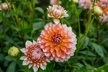 Beautiful dahlia flowers in the garden blooming in autumn.の写真素材