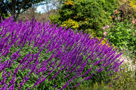 Salvia leucantha flowers in the garden blooming in autumn.