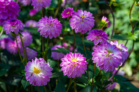 Beautiful dahlia flowers in the garden blooming in autumn.の写真素材