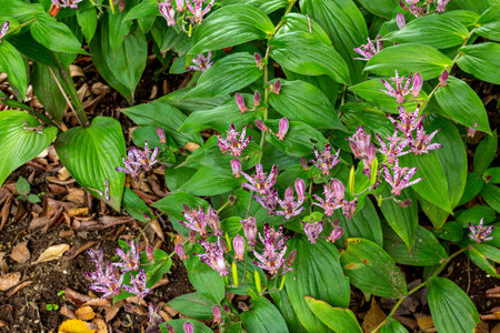 Toad lily flowers blooming in the autumn gardenの写真素材