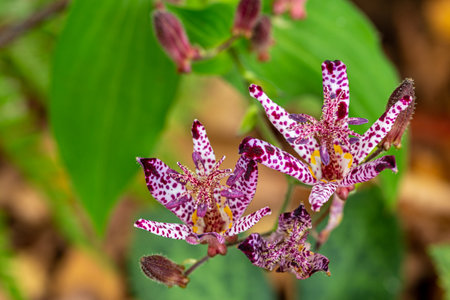 Toad lily flowers blooming in the autumn gardenの写真素材