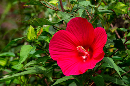 Wamp rose mallow flowers blooming in autumn in the garden.の写真素材
