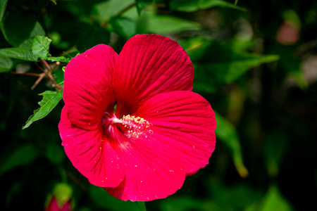 Wamp rose mallow flowers blooming in autumn in the garden.の写真素材