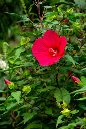 Wamp rose mallow flowers blooming in autumn in the garden.の写真素材