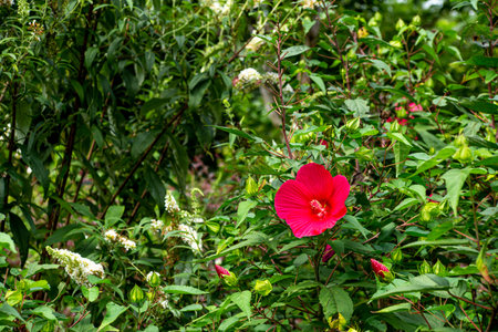 Wamp rose mallow flowers blooming in autumn in the garden.の写真素材