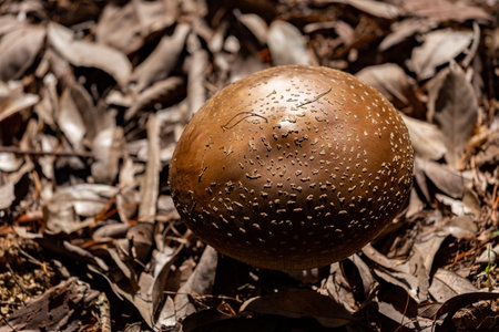 Cute amanita caesareoides that appeared in the autumn forest.