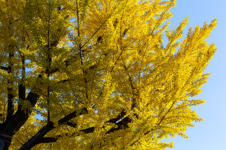 Ginkgo leaves shining yellow in the autumn sky.の写真素材