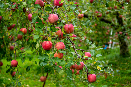 Delicious apples from Japanese orchards that are about to be harvested.の写真素材