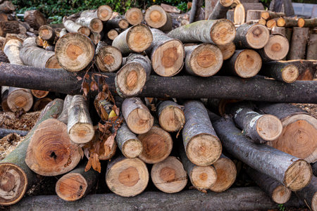 Firewood stacked in preparation for winter.