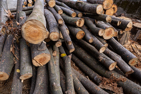 Firewood stacked in preparation for winter.の写真素材