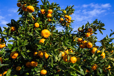 Delicious mandarin orange on the hill of Izu in Japan.の写真素材