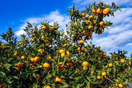 Delicious mandarin orange on the hill of Izu in Japan.の写真素材
