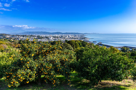 Odawara city seen from the mandarin orange field.の写真素材