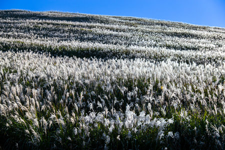 Hills of pampas grass that shine beautifully in the sun in autumn.の写真素材