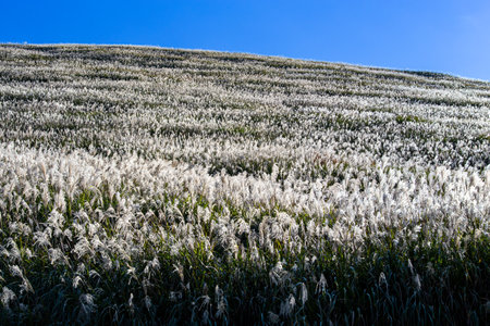 Hills of pampas grass that shine beautifully in the sun in autumn.の写真素材