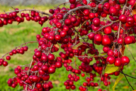 Bright red crab apples shining in the sunlight.の素材 [FY310195232562]