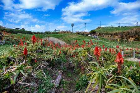 Aloe flower at Izu Tsumekizaki beach in Japan.