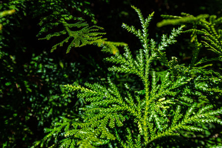 Beautiful japanese cypress leaf in the forest.