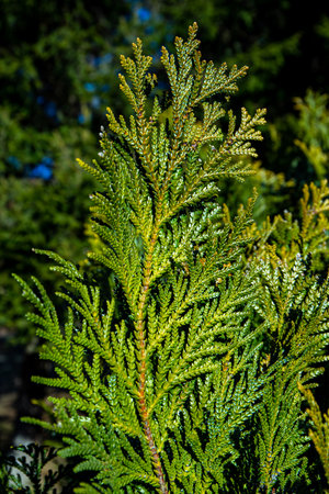 Beautiful japanese cypress leaf in the forest.