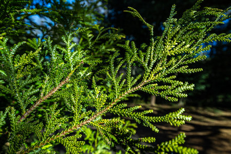 Beautiful japanese cypress leaf in the forest.