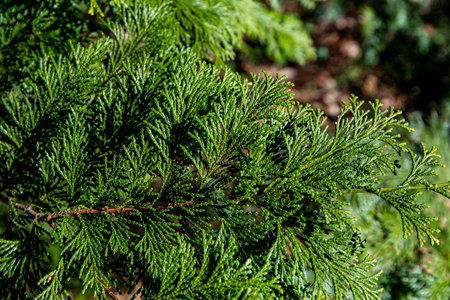 Beautiful japanese cypress leaf in the forest.