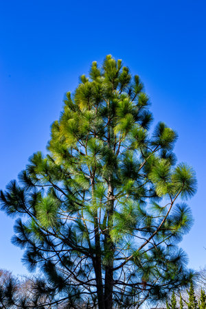 Longleaf pine, the longest leaf in the world.の写真素材