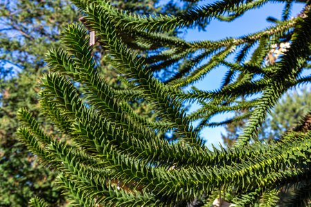 Beautifully shaped beautiful Monkey puzzle tree.