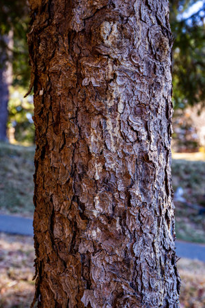 Norway spruce scaly bark in winter.