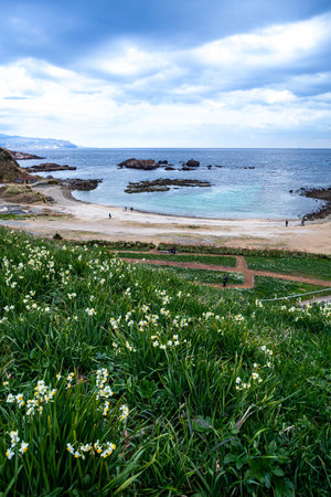 Narcissus flowers blooming on the Izu coast in early spring.