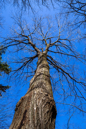 View looking up at the tulip tree in winter.