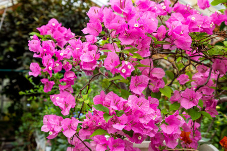 Bougainvillea flowers blooming in a greenhouse.の写真素材