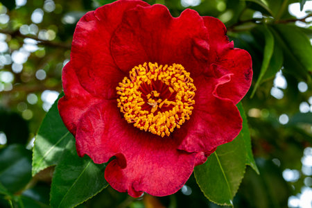 Close up of Camellia flower âKumagaiâ in the garden.の写真素材