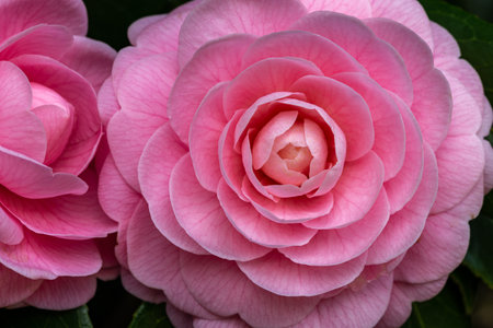 Pink camellia flower in full bloom, close-up.の写真素材