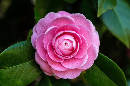 Pink camellia flower with green leaves, close-up.の写真素材