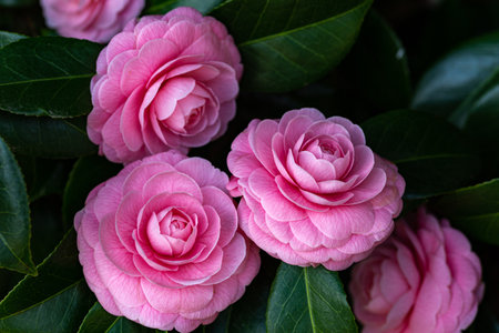 Pink camellia flowers with green leaves, close-up.の写真素材
